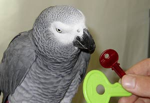 Alex parrot - Wikipedia